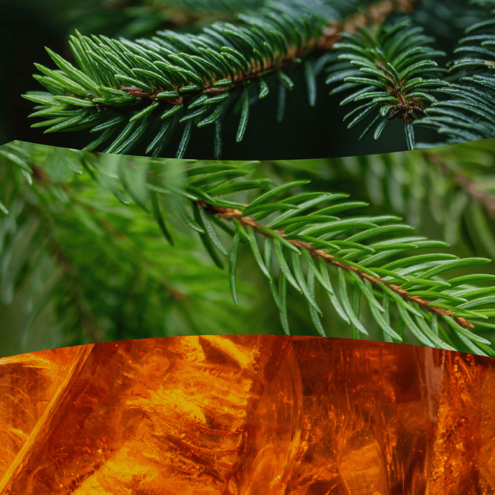 Close-up collage showing green evergreen pine needles and warm amber resin