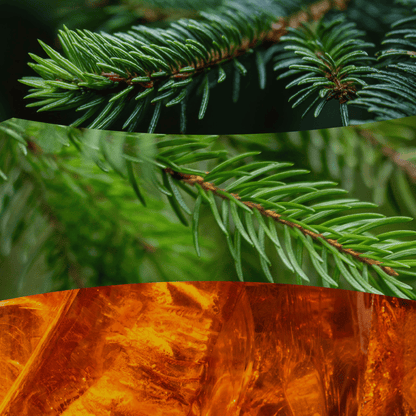 Close-up collage showing green evergreen pine needles and warm amber resin