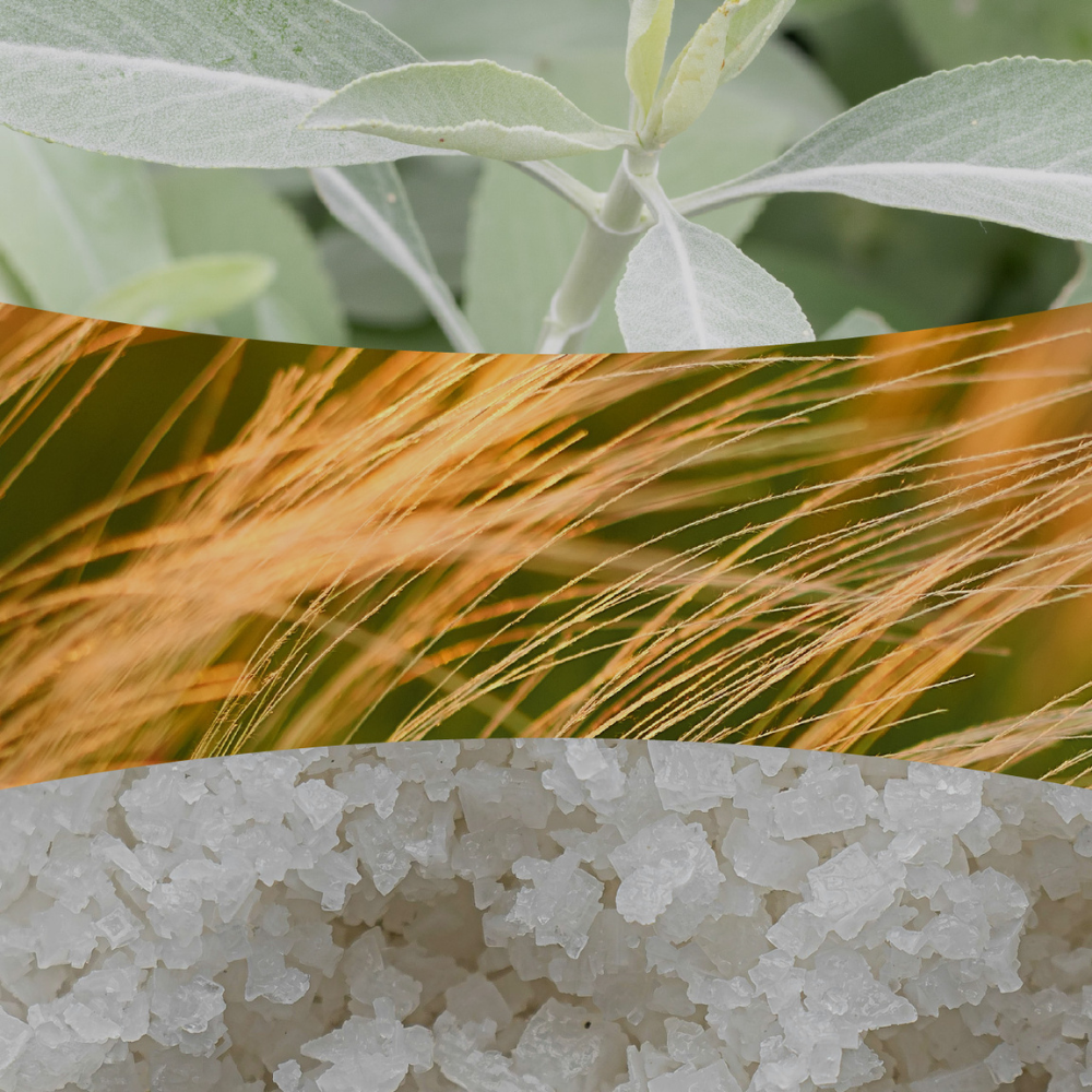 Sage Wood fragrance notes image showing sage leaves, feathery pampas grass, and coarse sea salt crystals.